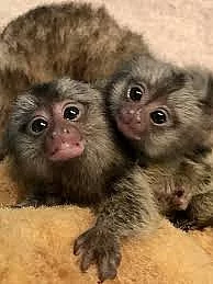 Baby marmoset monkeys for adoption.